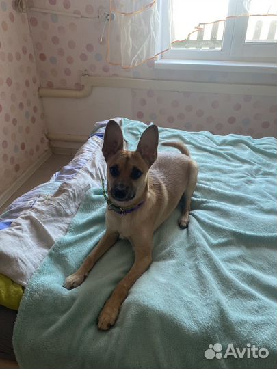 Собака в добрые руки