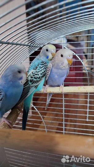 Волнистый попугай ручной