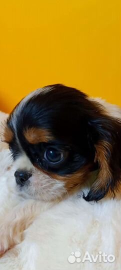 Кавалерушка ккчс и не только