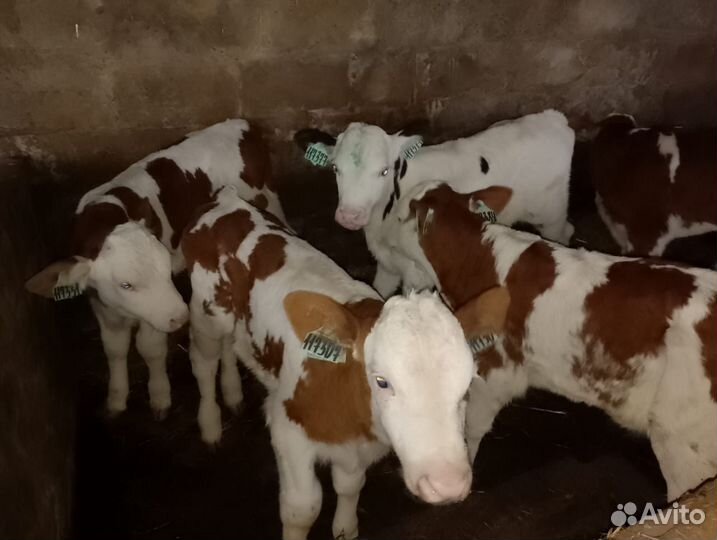 Бычки сименталы