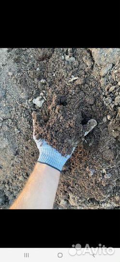 Навоз бесплатно