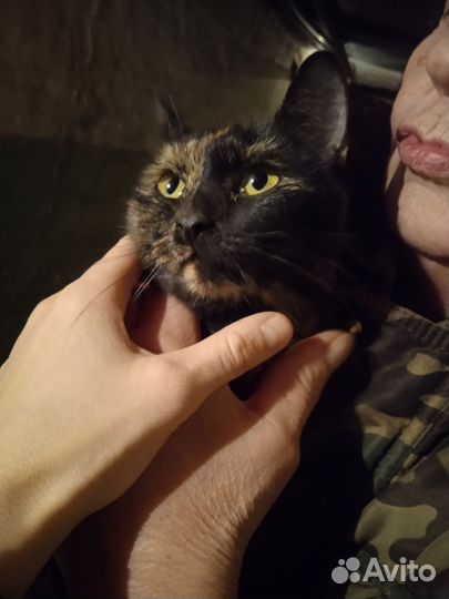 Котик и кошечка в добрые руки