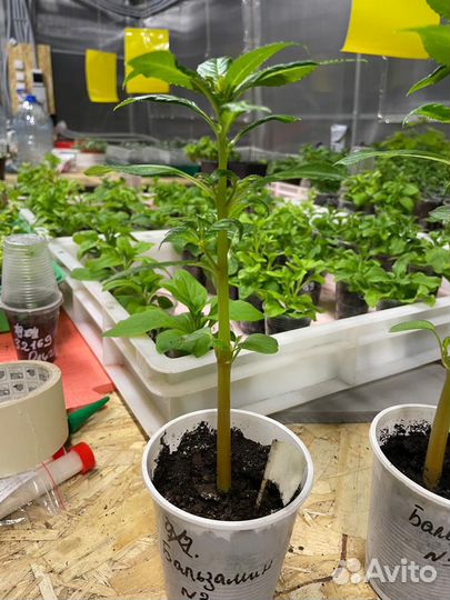 Бальзамин Том Самб Скарлет