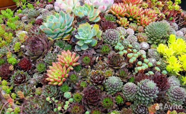 Растения для альпийской горки, почвопокровные