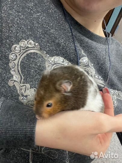 Сирийские Хомячки