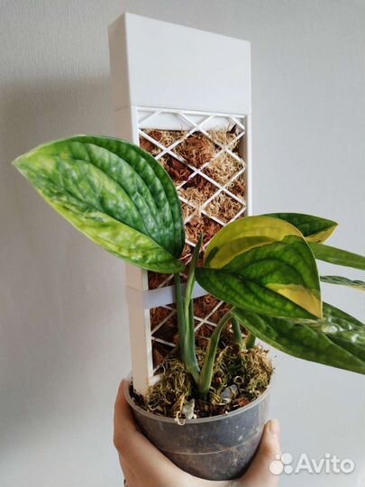 Монстера сп Перу (карстенианум) вар