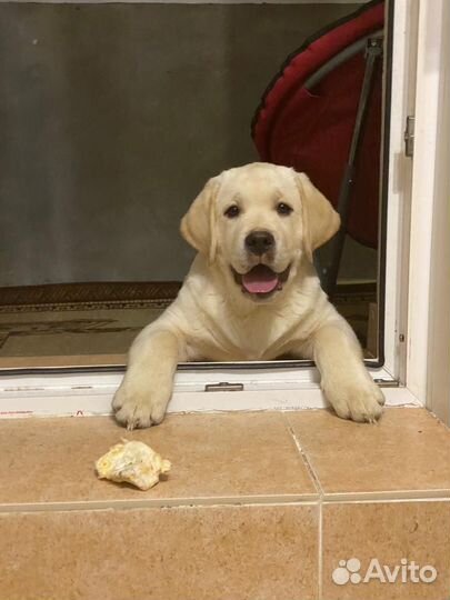 Вязка Лабрадора