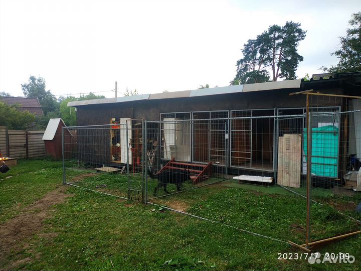 Зоо гостиница, передержка для собак