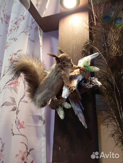 Чучело белки. Имитация