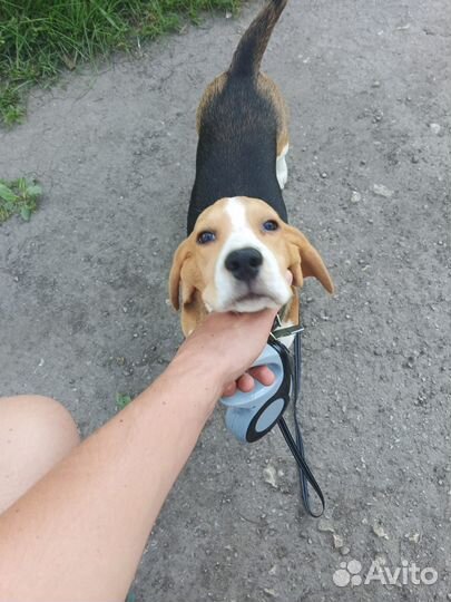 Щенок бигль