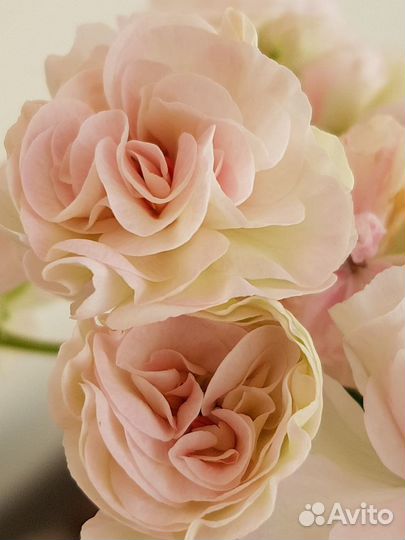 Пеларгонии сортовые