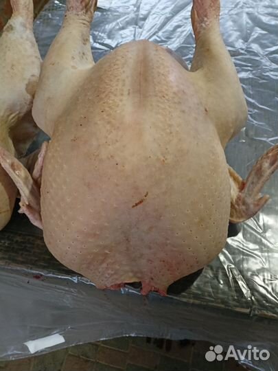 Индюки индюшки индейки