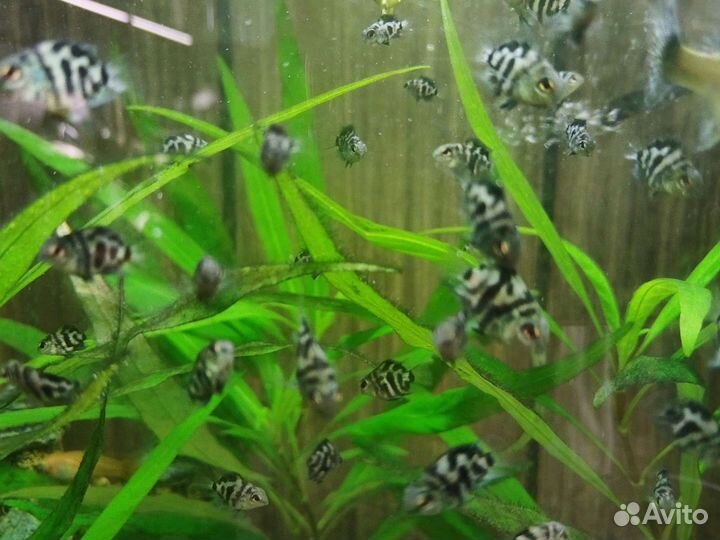 Аквариумная рыбка Сапфировый попугай Панда