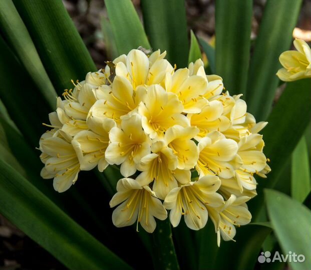 Семена комнатных цветов