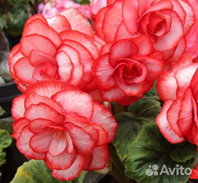 Семена комнатных цветов