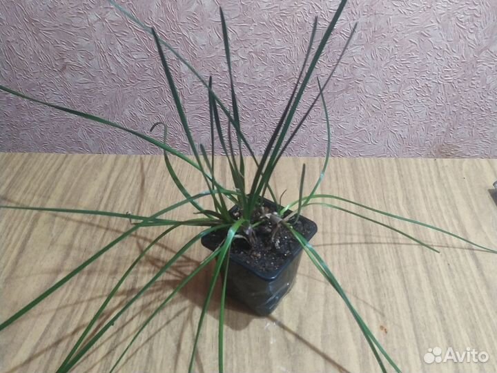 Зефирантес