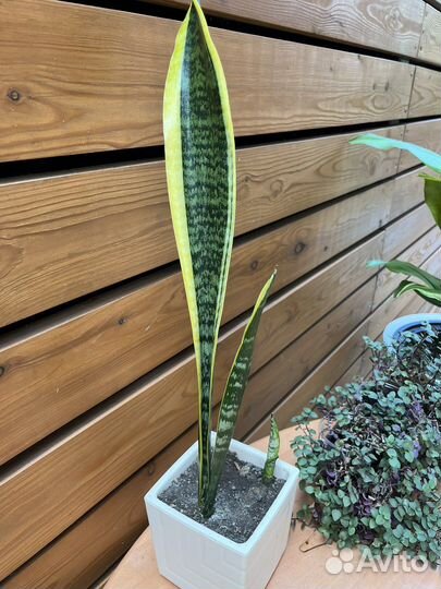 Сансевиерия Лауренти