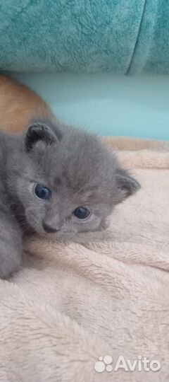 Котята отдам в добрые руки бесплатно