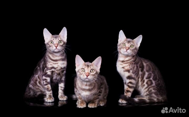 Бенгальские котята