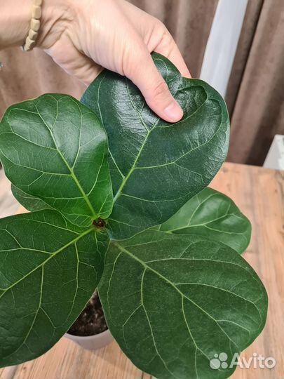 Фикус лирата бамбино