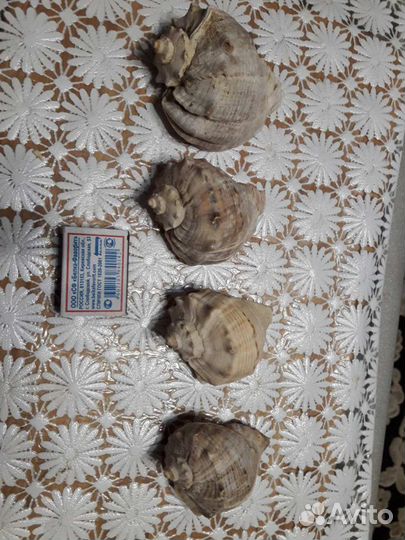 Раковины рапаны