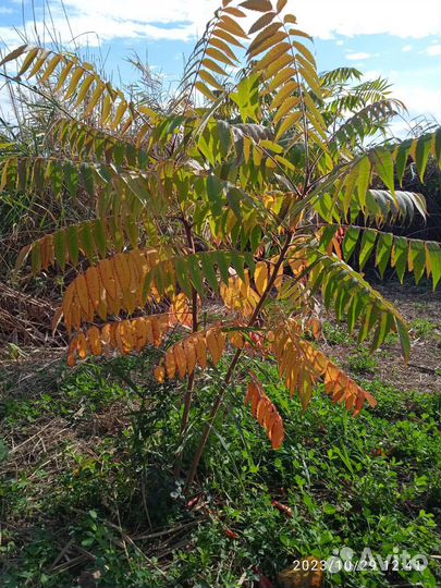 Сумах саженцы