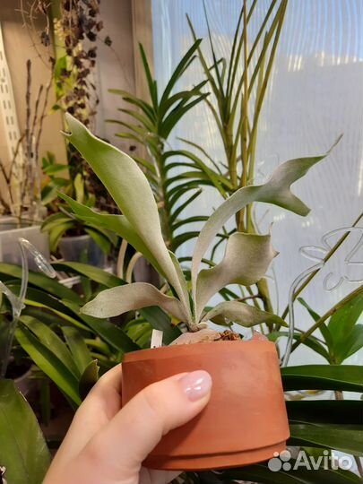 Папортник платицериум