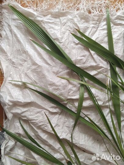 Финиковая пальма