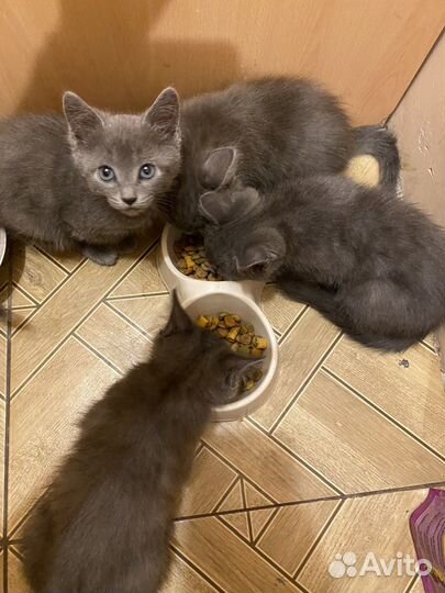Котята серые метисы