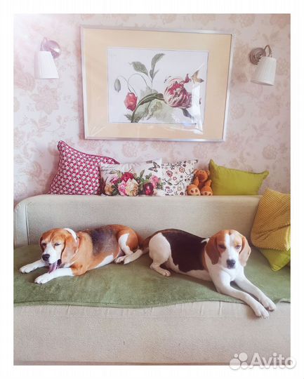 Передержка собак