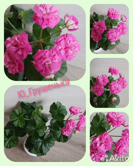 Пеларгония герань сортовая коллекционная