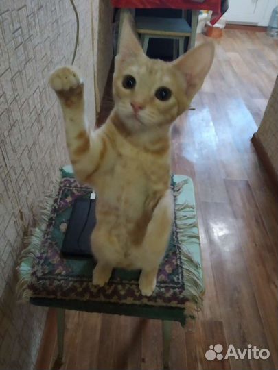 Забавные малыши