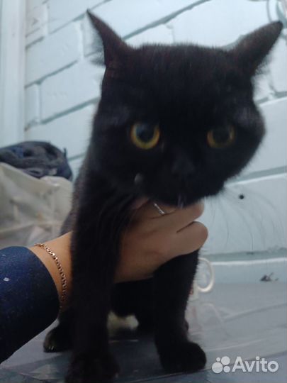 Кошечка в добрые руки