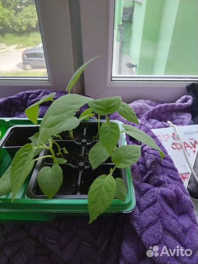 Рассада киви