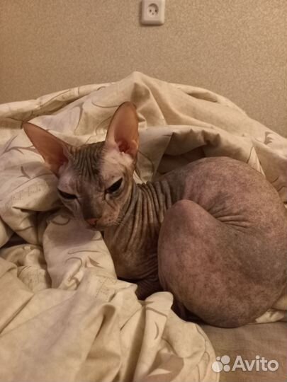 Кошка сфинкс бесплатно