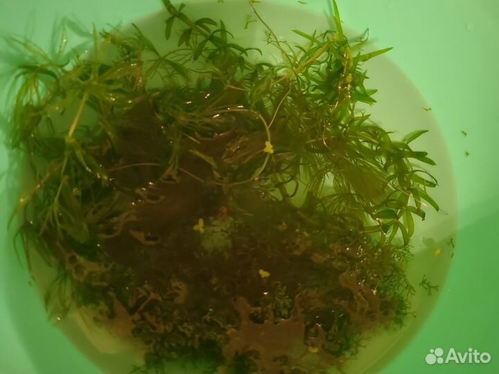 Водоросли для аквариума