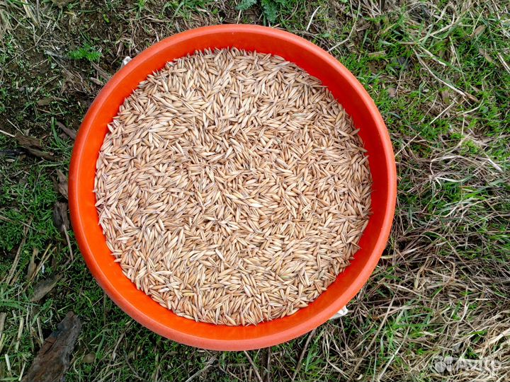 Семена овса