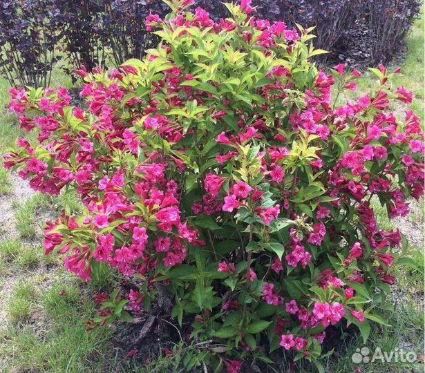 Кустарники для сада