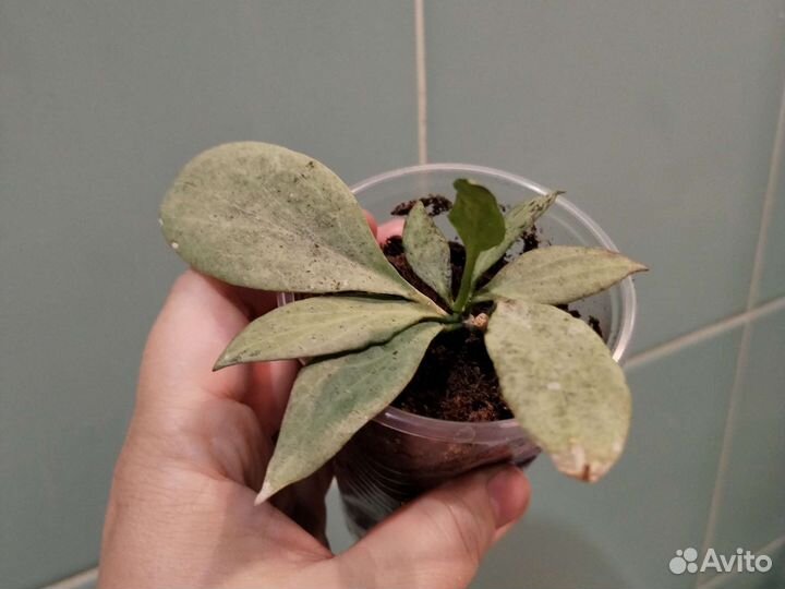 Хойя керри албомаргината