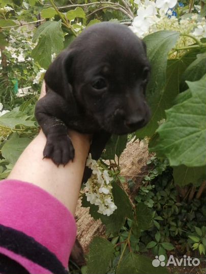 Маленькие щенки