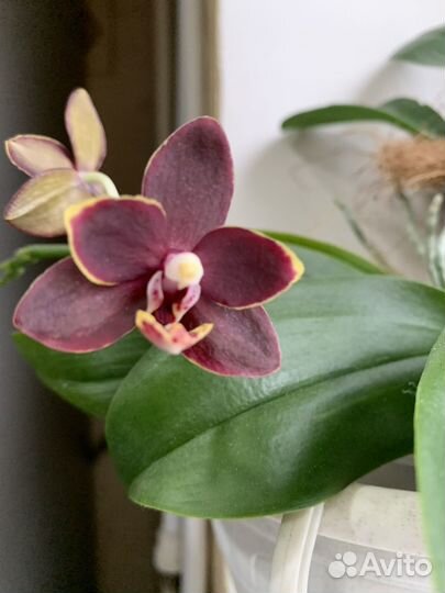 Орхидея фаленопсис