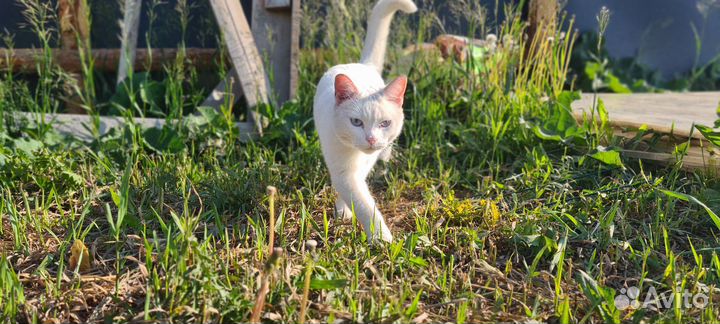 Кот в добрые руки