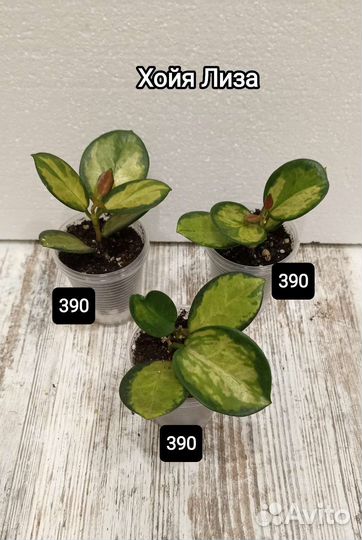 Хойя, филодендрон атом, бегония,фиалка