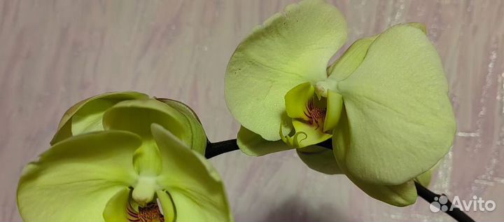 Орхидея фаленопсис