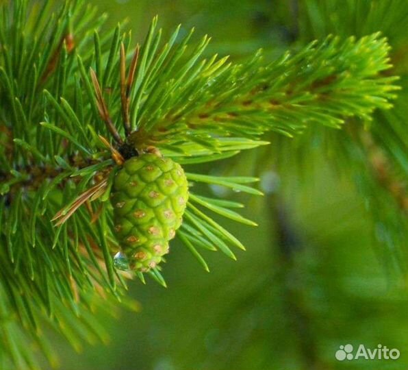 Шишки сосновые