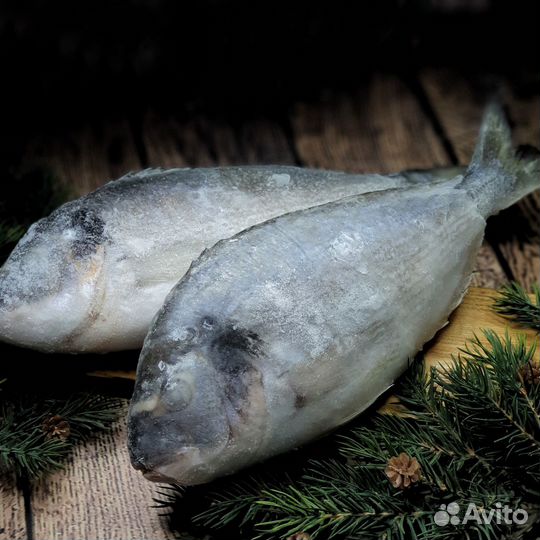 Рыба Дорадо