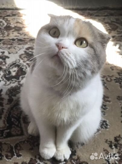 Шотландская вислоухая кошка бесплатно