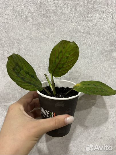 Маранта триколор