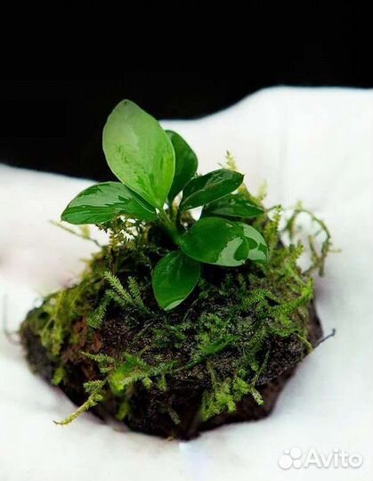 Растительная композиция для аквариума