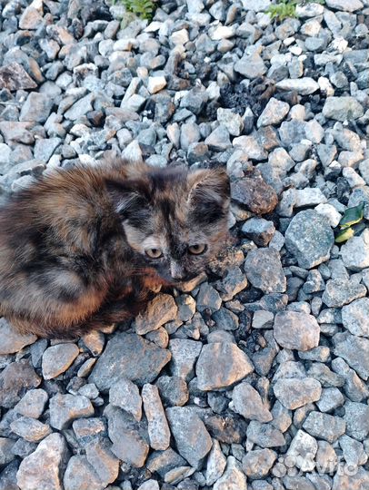 Отдам в добрые руки